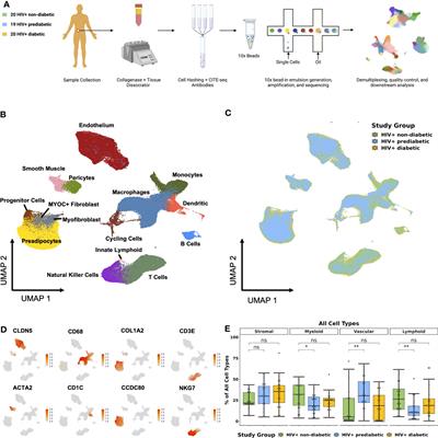 Changes in subcutaneous white adipose tissue cellular composition and molecular programs underlie glucose intolerance in persons with HIV